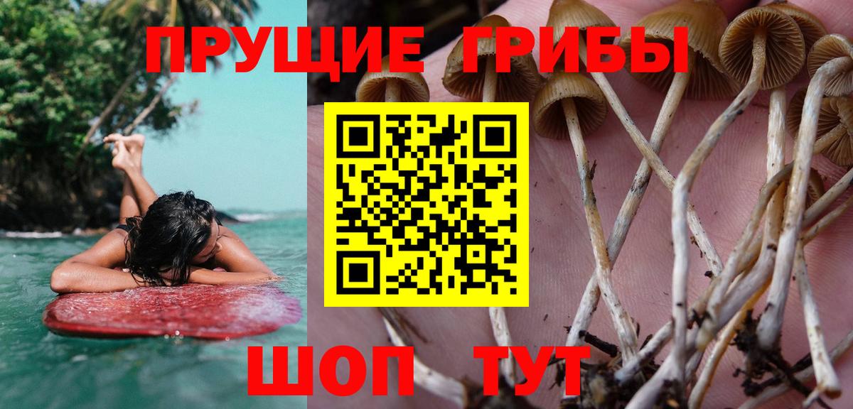 Кувандык  Галлюциногенные грибы прущие грибы  Вход с VPN 